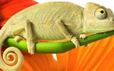 Animaux Fonds d'écran coloré caméléon HD #15