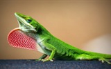 Barevné zvířat chameleon HD tapety na plochu #16