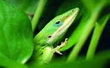 Animaux Fonds d'écran coloré caméléon HD #17