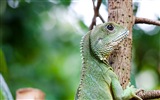 Animaux Fonds d'écran coloré caméléon HD #18