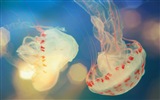 Windows 8 theme wallpaper, jellyfish