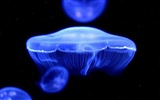 Windows 8 theme wallpaper, jellyfish #5