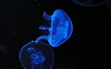 Windows 8 theme wallpaper, jellyfish #6