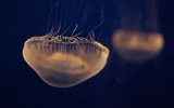 Windows 8 theme wallpaper, jellyfish #7