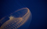 Windows 8 theme wallpaper, jellyfish #10