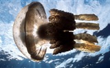 Windows 8 theme wallpaper, jellyfish #14