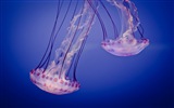 Windows 8 theme wallpaper, jellyfish #16