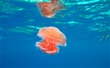 Windows 8 theme wallpaper, jellyfish #17