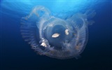 Windows 8 theme wallpaper, jellyfish #20