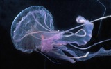 Windows 8 theme wallpaper, jellyfish #21