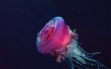 Windows 8 theme wallpaper, jellyfish #23