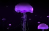 Windows 8 theme wallpaper, jellyfish #27