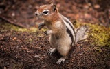 동물 근접 촬영, 귀여운 다람쥐 HD 배경 화면 #2