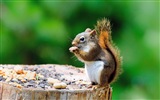 Animal close-up, cute squirrel HD wallpapers #3