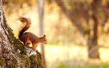 Animaux close-up, mignon fonds d'écran écureuil HD #4