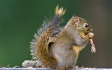 Animal close-up, cute squirrel HD wallpapers #5