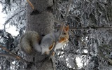 Animal close-up, cute squirrel HD wallpapers #6