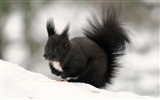 Animal close-up, cute squirrel HD wallpapers #7