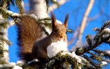 Animaux close-up, mignon fonds d'écran écureuil HD #8