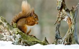 Animal close-up, cute squirrel HD wallpapers #9