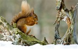 Animaux close-up, mignon fonds d'écran écureuil HD #9