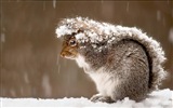 Animal close-up, cute squirrel HD wallpapers #12