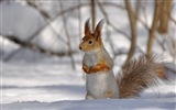 Animal close-up, cute squirrel HD wallpapers #13