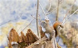 Animaux close-up, mignon fonds d'écran écureuil HD #15