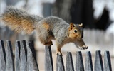 Animal close-up, cute squirrel HD wallpapers #16