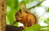 Animal close-up, cute squirrel HD wallpapers #17