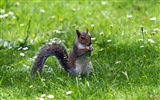 Animal close-up, cute squirrel HD wallpapers #18