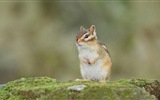 Animal close-up, cute squirrel HD wallpapers #19
