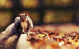 Animal close-up, cute squirrel HD wallpapers #20