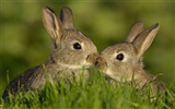 毛茸茸的動物，可愛的兔子 高清壁紙 #6