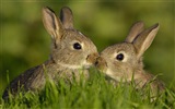 Animaux à fourrure, mignon fonds d'écran lapin HD #6