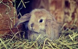 毛茸茸的動物，可愛的兔子 高清壁紙 #7