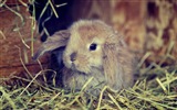 Furry animals, cute bunny HD wallpapers #7