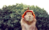 모피 동물, 귀여운 토끼의 HD 배경 화면 #8