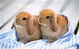 Пушистые животные, милые обои кролик HD #11