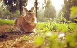 Animaux à fourrure, mignon fonds d'écran lapin HD #13