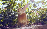 毛茸茸的動物，可愛的兔子 高清壁紙 #16