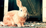 毛茸茸的動物，可愛的兔子 高清壁紙 #17