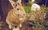毛茸茸的動物，可愛的兔子 高清壁紙 #18