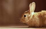 毛茸茸的动物，可爱的兔子 高清壁纸19