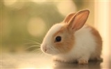 毛茸茸的动物，可爱的兔子 高清壁纸20