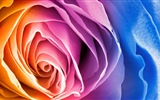 화려한 색상, 아름다운 꽃의 HD 배경 화면 #3