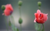 화려한 색상, 아름다운 꽃의 HD 배경 화면 #10