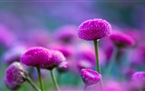 Couleurs brillantes, belles fleurs fonds d'écran HD #11