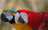 Macaw close-up HD wallpapers #6