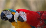 guacamayo primer plano HD fondos de pantalla #6